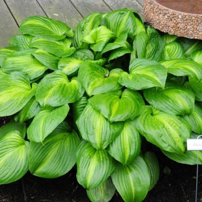 Hosta 'Avocado'